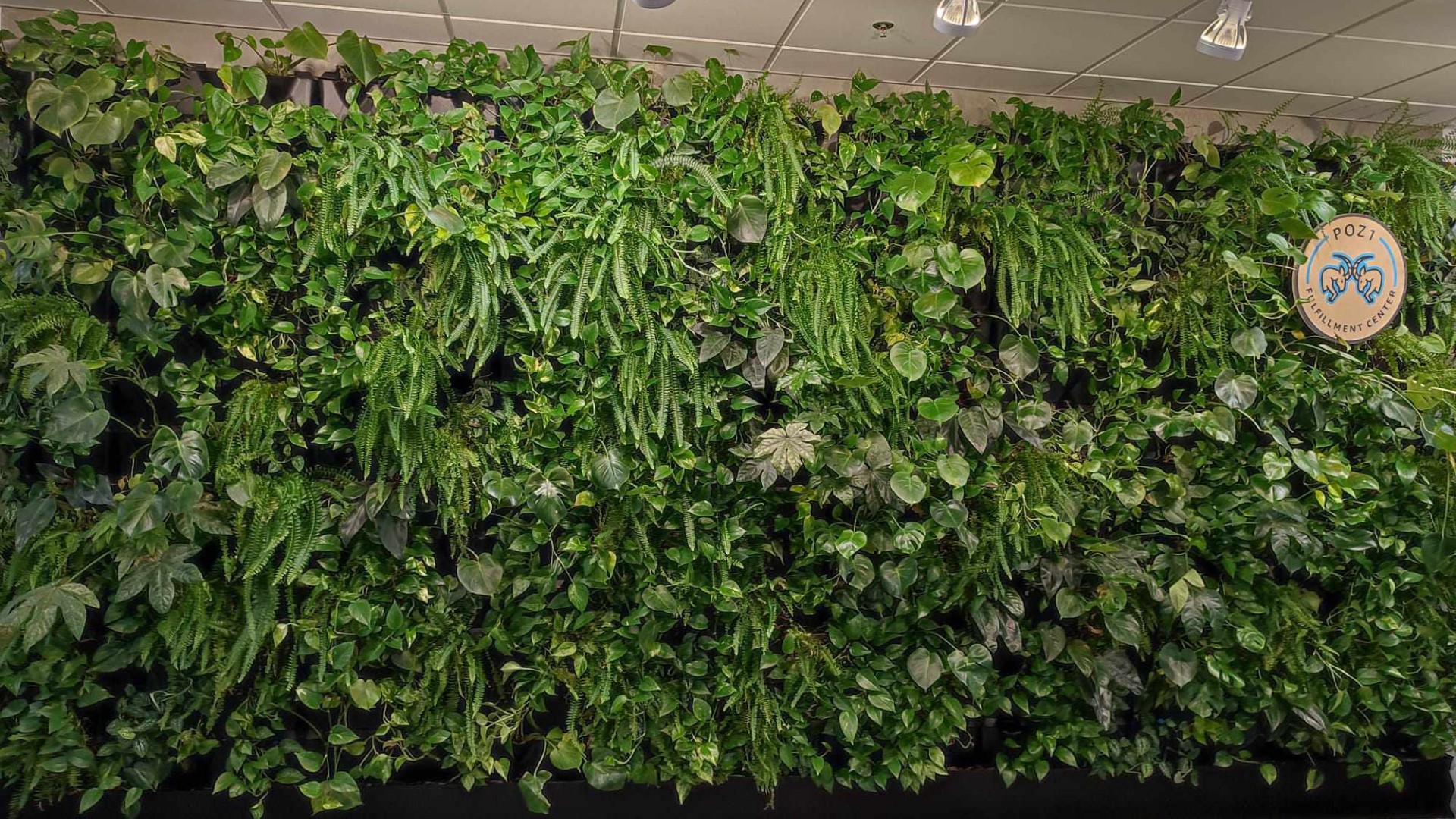 Ogród wertykalny Amazon POZ2 Poznań - biurowe rozwiązanie z roślinami